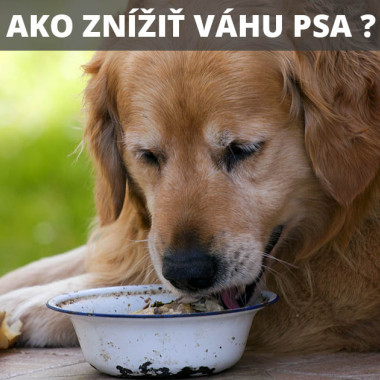 Ako znížiť váhu psa