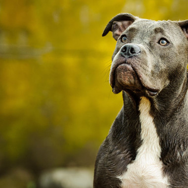 BARF Diet for Senior Dogs